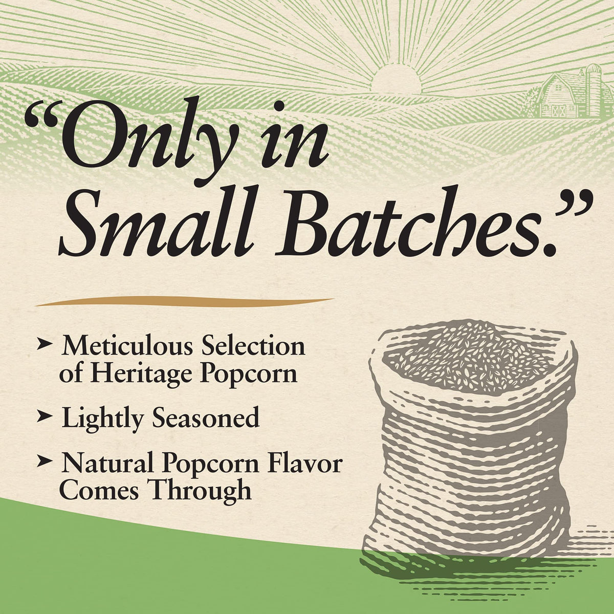 Black Jewell popcorn after popping with crisp, fluffy texture.