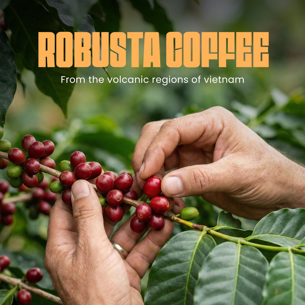 Blu Ore Black Obsidian Robusta beans in a cup for a bold aroma.