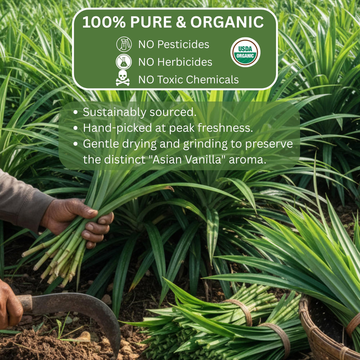 Blue Orchid Organic Pandan Powder liquid extraction demonstrates vibrant green tint for drinks