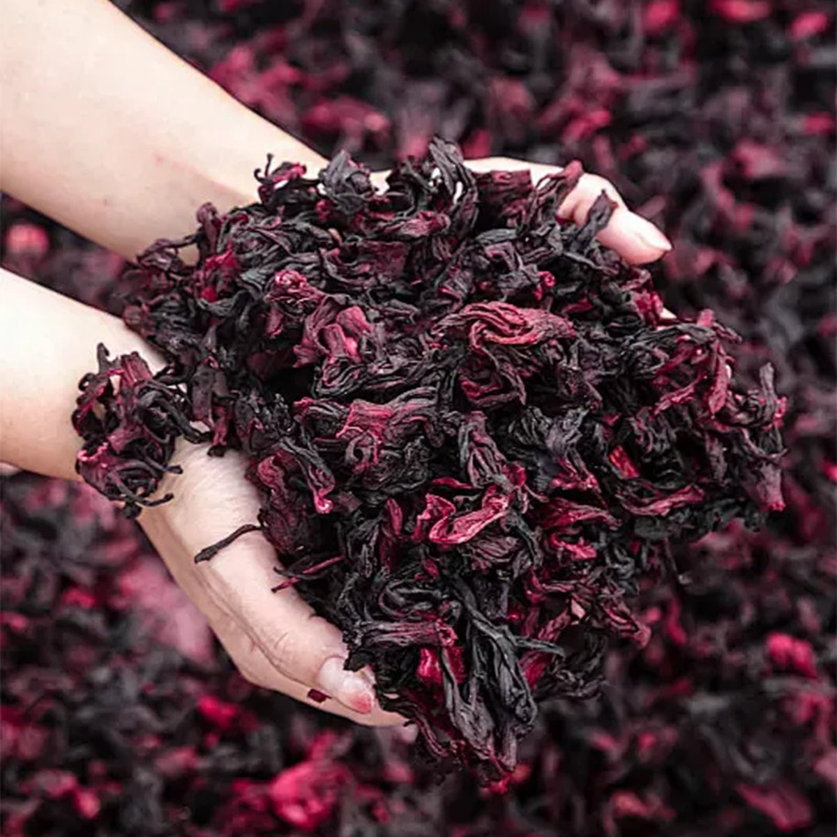 Close-up of Bombala hibiscus flowers, dried and vibrant for a fresh brew.