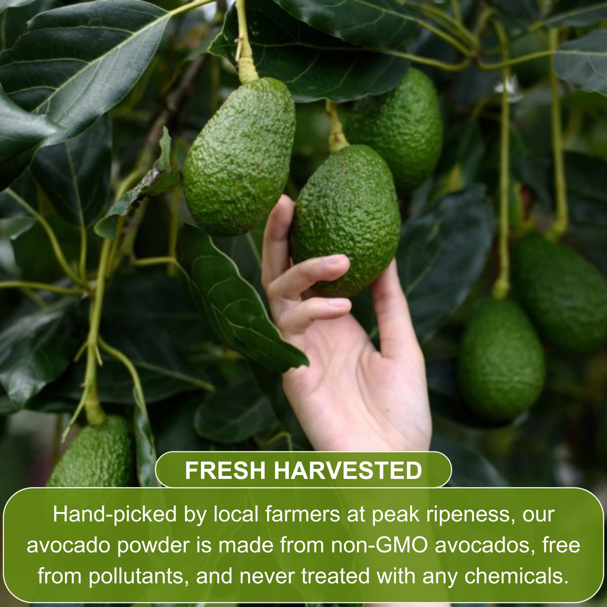BOTAMONY Avocado Powder ingredients panel highlighting vegan, non-GMO formula