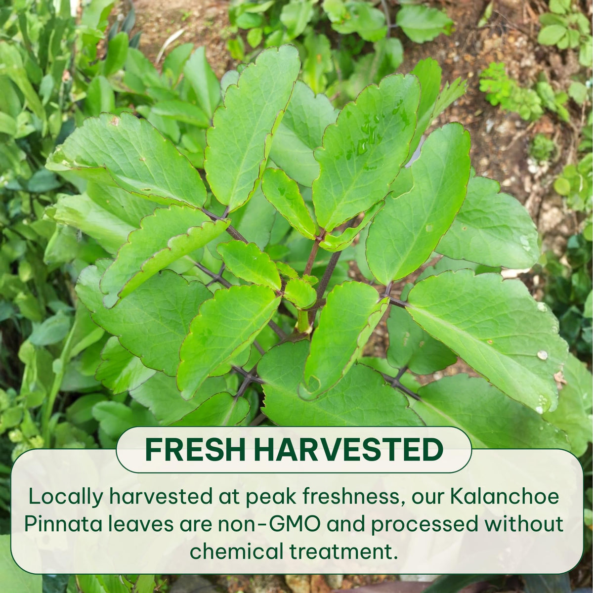 BOTAMONY natural aroma dried leaves preserve plant character in each sachet