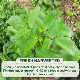 BOTAMONY natural aroma dried leaves preserve plant character in each sachet