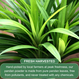 BOTAMONY Pandan Leaf Powder color swirls illustrate natural green tint for visuals