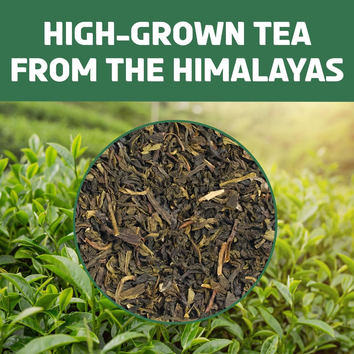 BREWIX gluten-free tea option with pure ingredients.