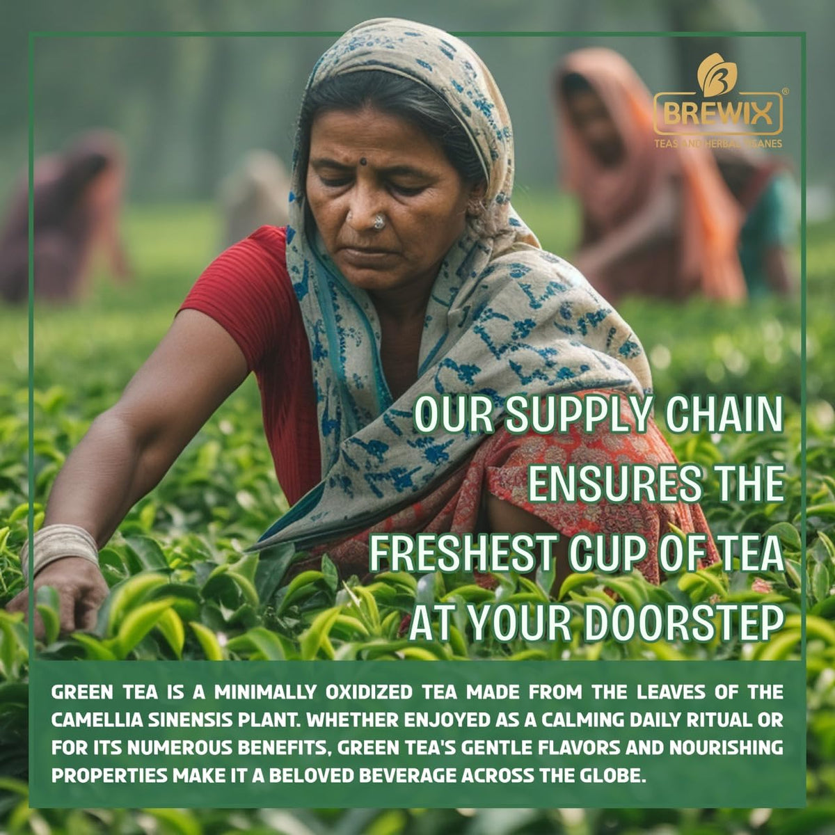 BREWIX single-origin tea sourced directly from India.