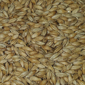 Briess 2-Row malt in brew kettle for efficient extraction.