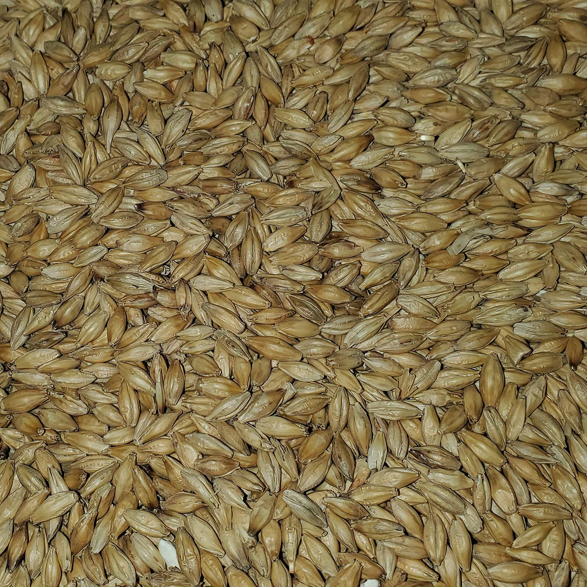 Briess 2-Row malt in mash tun showing smooth conversion.