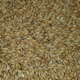 Briess 2-Row malt in mash tun showing smooth conversion.