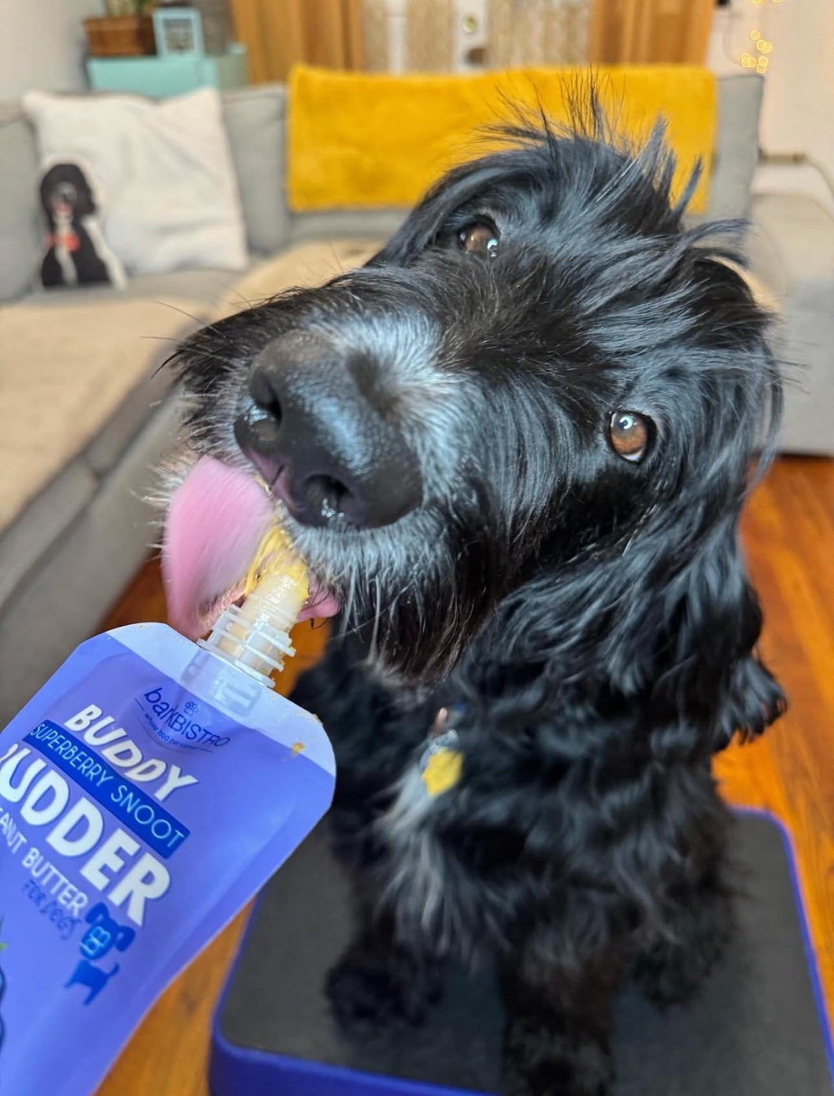 Buddy Budder used in pill pockets for easy administration