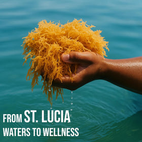 BUIE Golden Irish Sea Moss hand harvest highlights wildcrafted sourcing from St. Lucia.