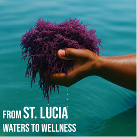 BUIE sea moss tea use for mineral-rich drinks
