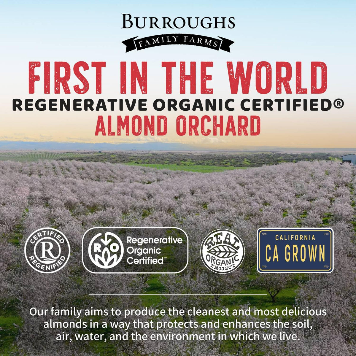 Burroughs Family Farms skinless almond close-up highlighting smooth texture