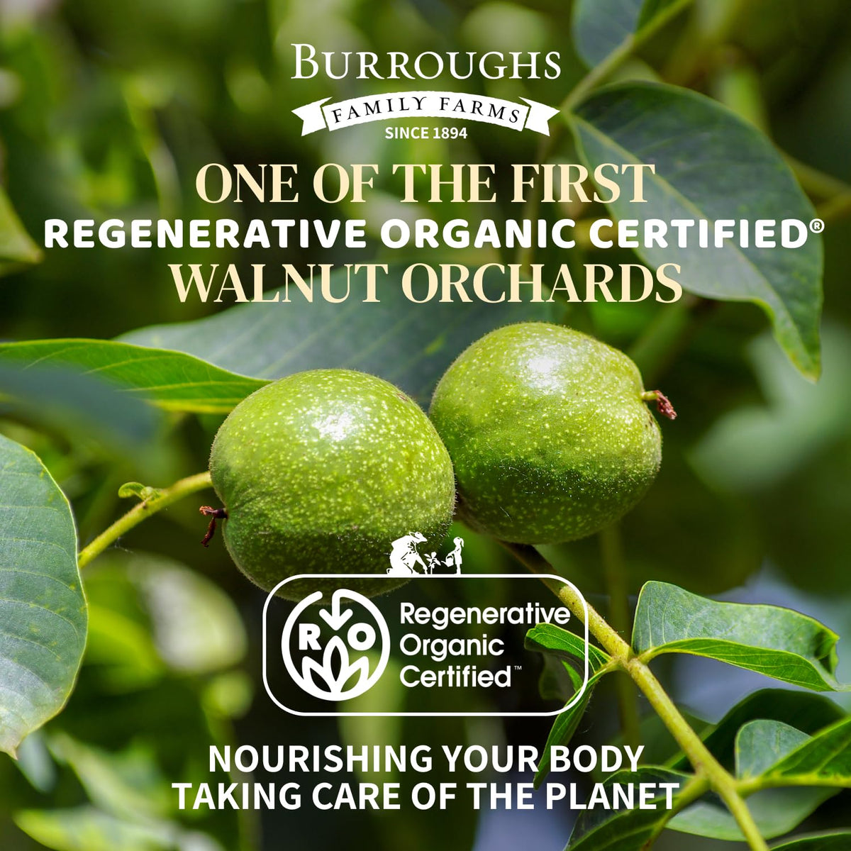 Burroughs walnuts raw pieces, perfect for toppings and baking with buttery texture.