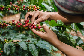 Cafe Don Pedro low-acidity blend suitable for sensitive palates and mornings.