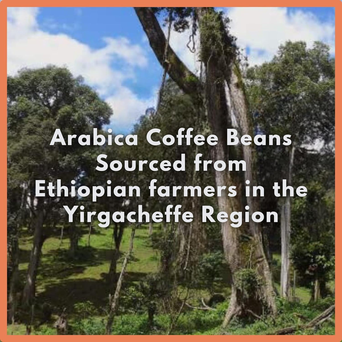 Cafe Grumpy Ethiopia Yirgacheffe ground coarse shows ideal grind for French press and texture.