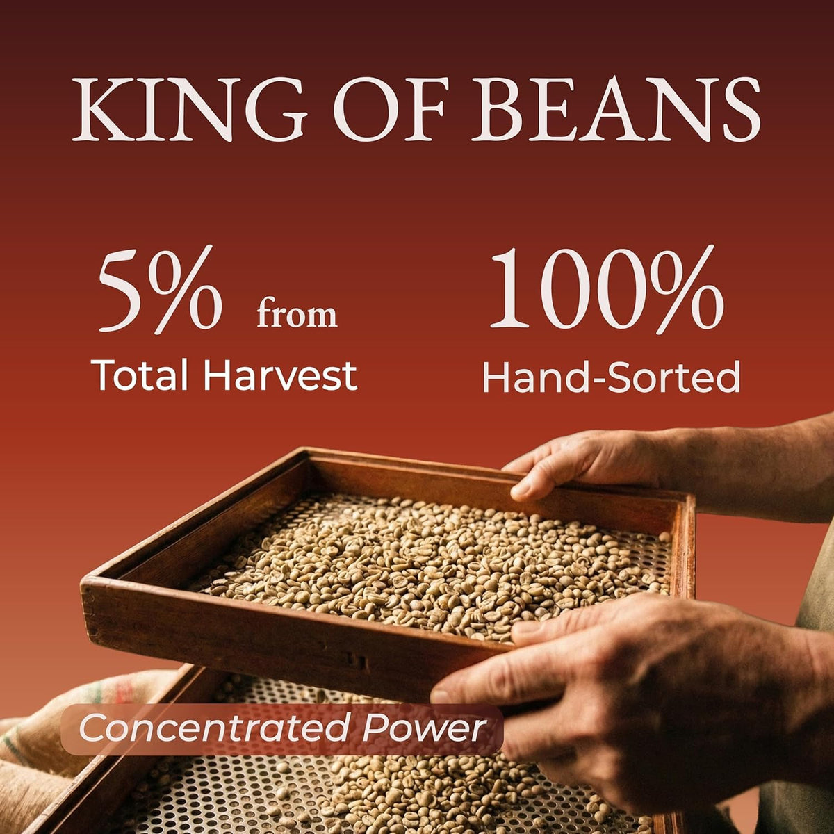 Cafely BanMe peaberry beans ready for a high-caffeine brew.