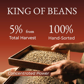 Cafely BanMe peaberry beans ready for a high-caffeine brew.