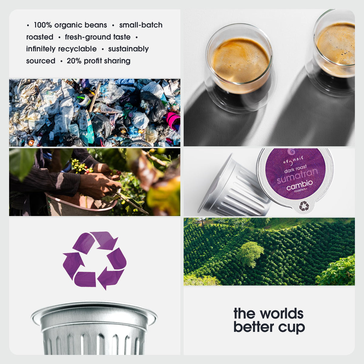 Bold Sumatra profile from Cambio Roasters with tropical fruit and baking spice notes