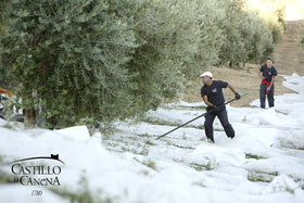Castillo de Canena cooking olive oil ready for kitchen use