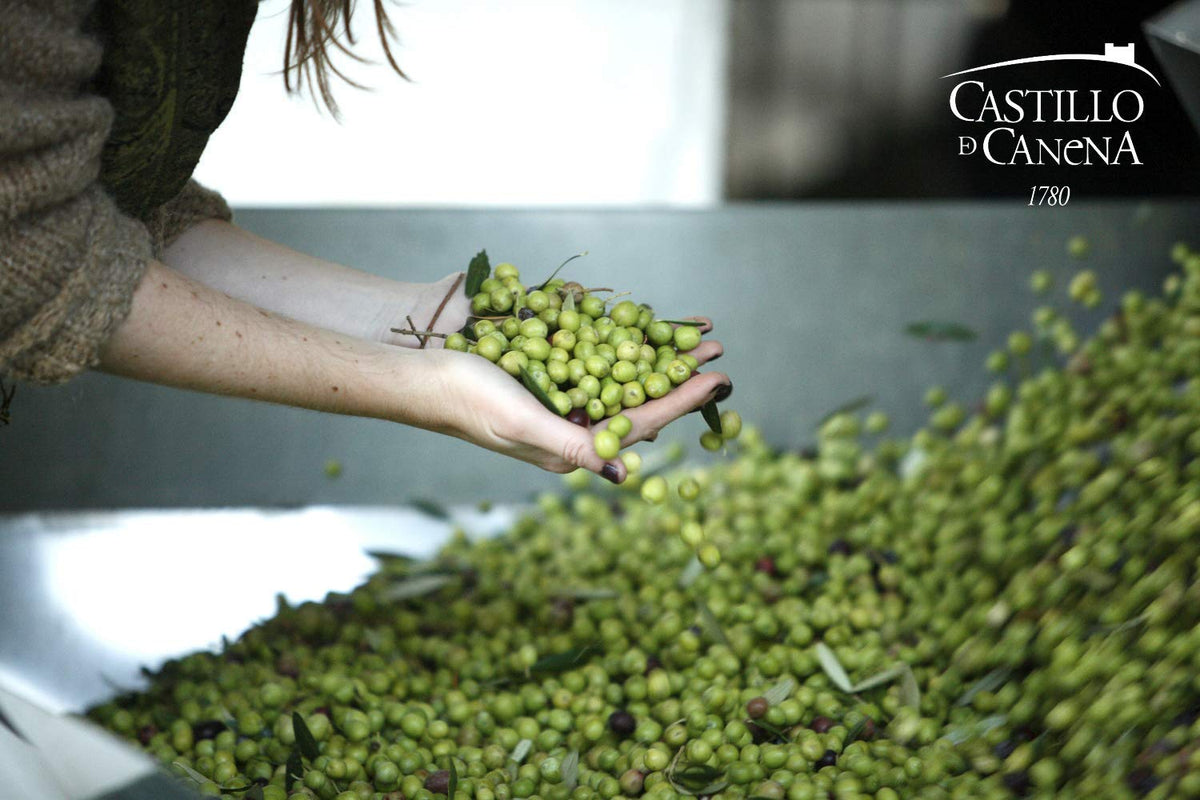 Castillo de Canena Picual olive oil with bread dip scene for premium Mediterranean cuisine.