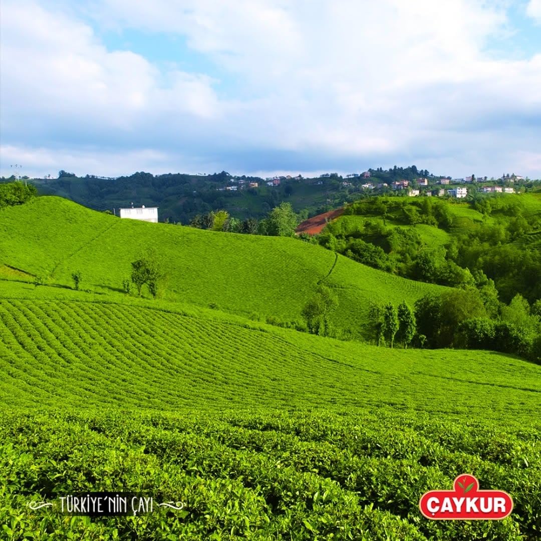 Ideal as a thoughtful gift for tea lovers with discerning taste.