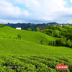 Ideal as a thoughtful gift for tea lovers with discerning taste.