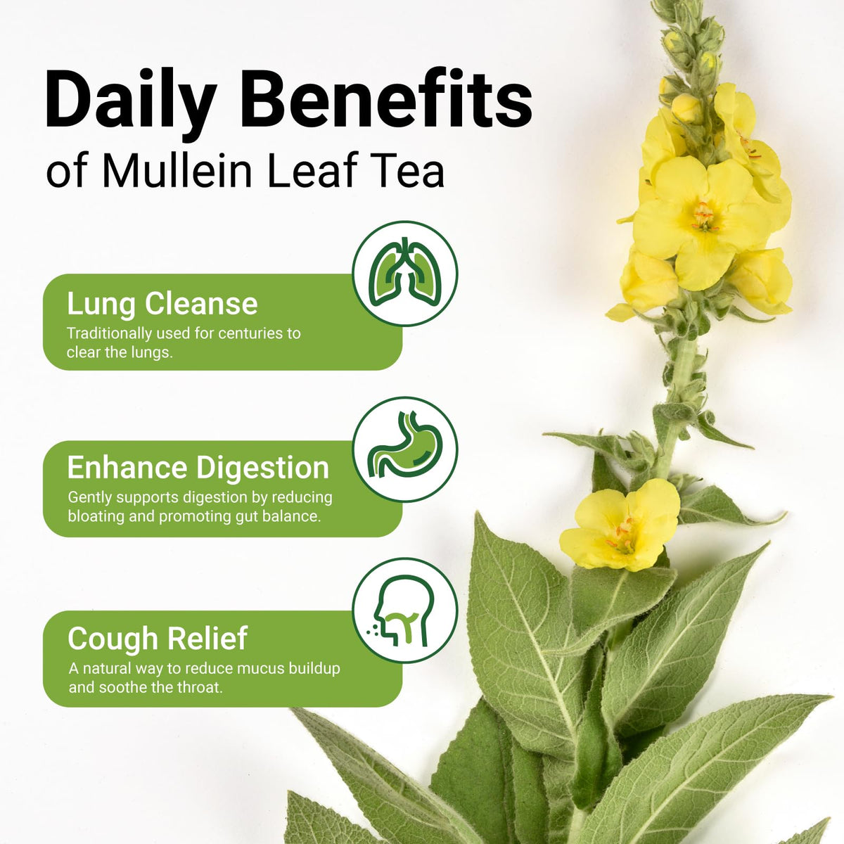 CCnature mullein leaf close-up shows pure, additive-free herbal quality and aroma.