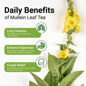 CCnature mullein leaf close-up shows pure, additive-free herbal quality and aroma.