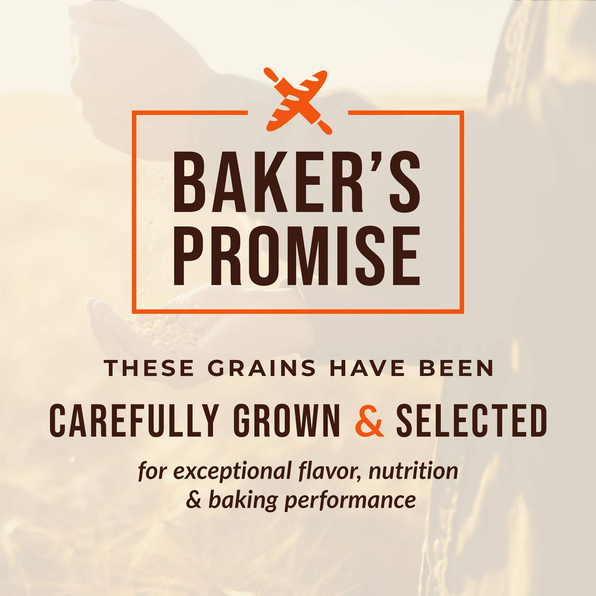 Laser-sorted CENTRAL MILLING wheat berries ensuring consistent size and quality.