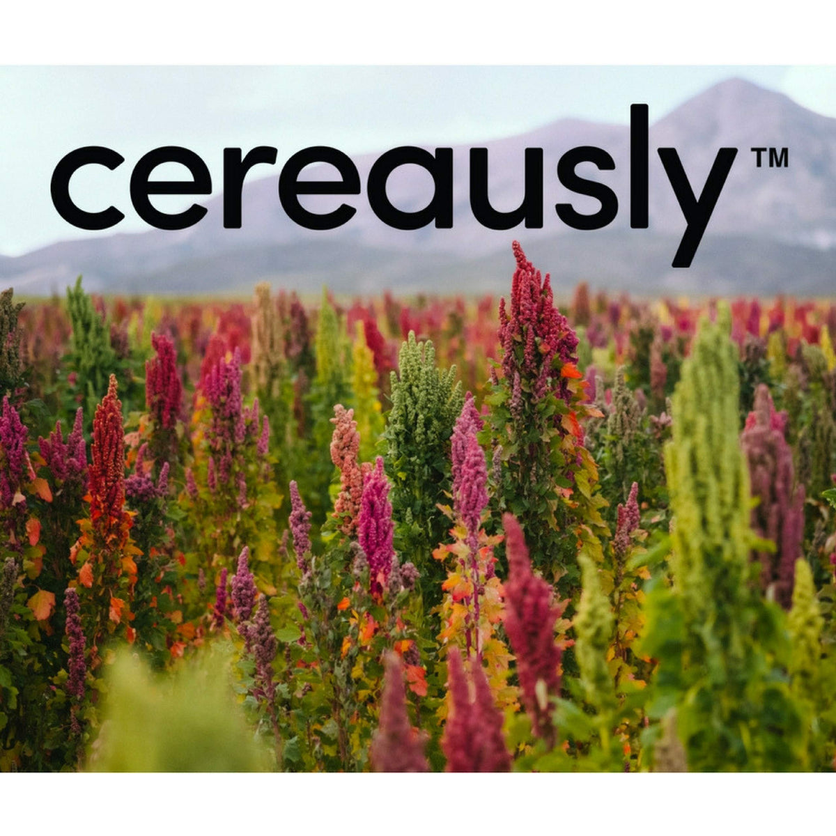 Cereausly Non-GMO Gluten-free Vegan quinoa ready to cook.