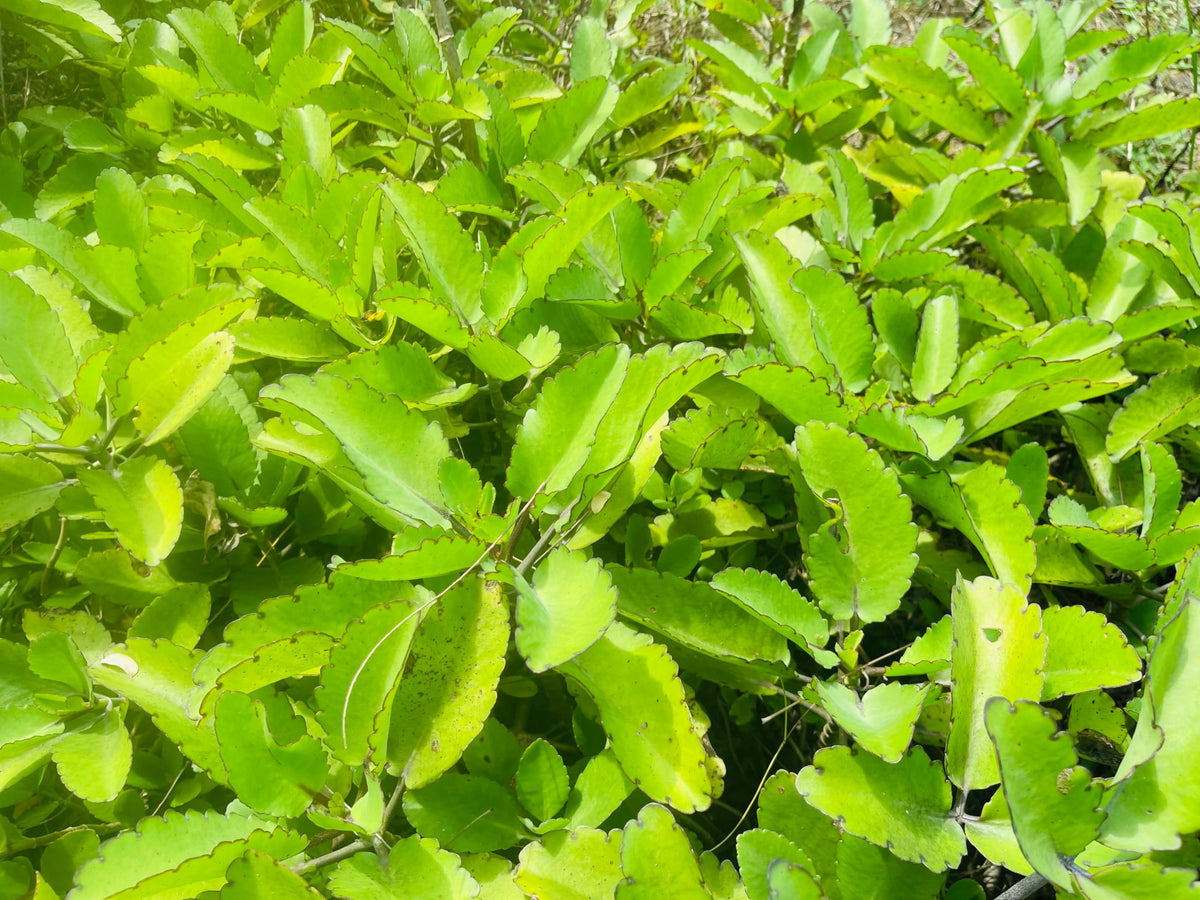 Ceylonwood Herbals herbal tea collection featuring Akkapana