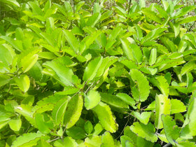 Ceylonwood Herbals herbal tea collection featuring Akkapana