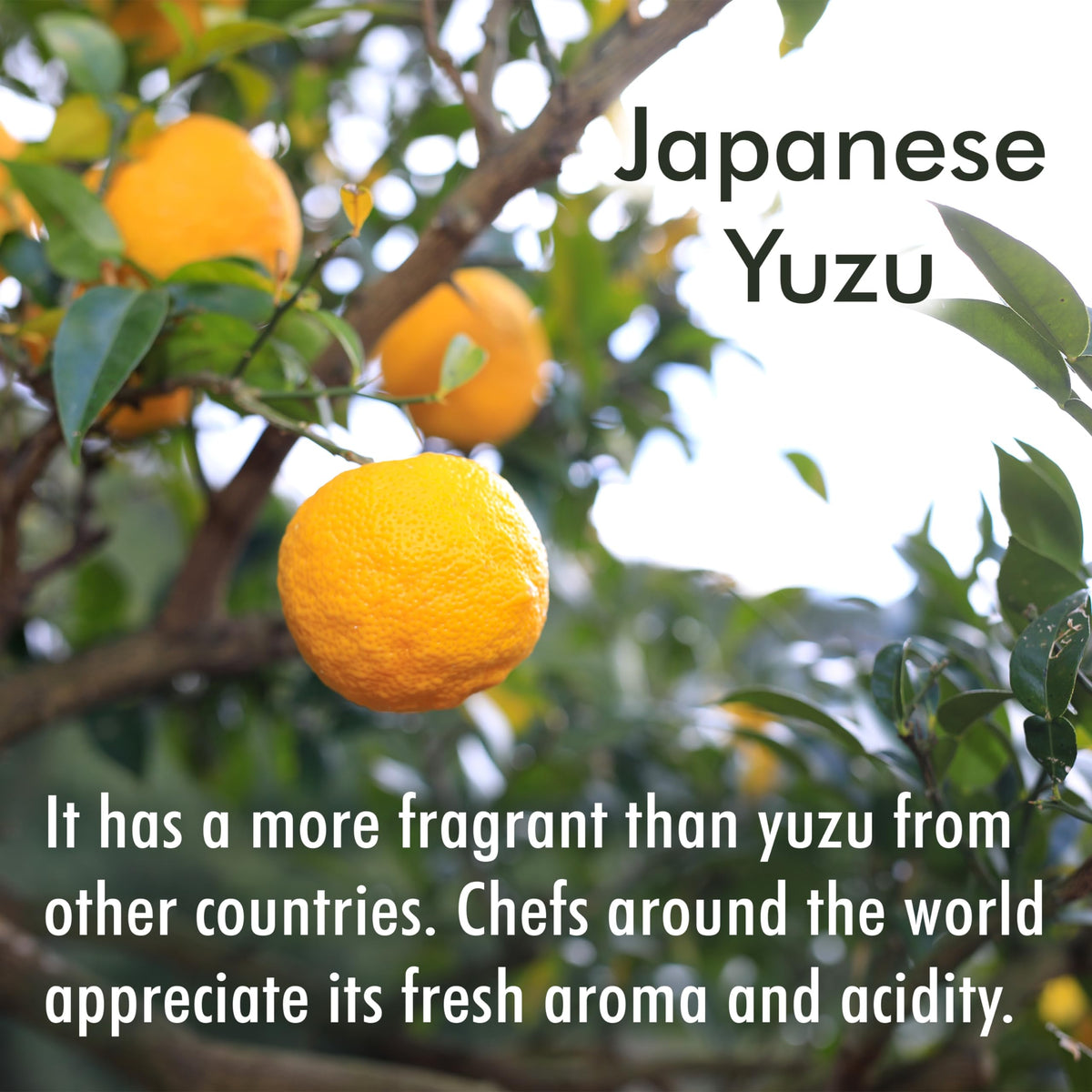 Chaganju Yuzu juice brightens a seafood dish with citrus lift