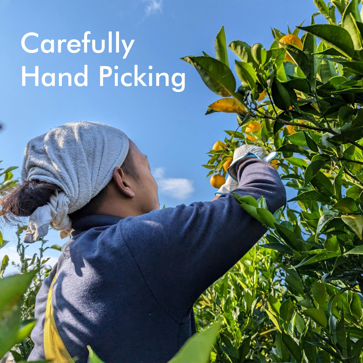 Chaganju Yuzu tree in high mountains signals premium quality