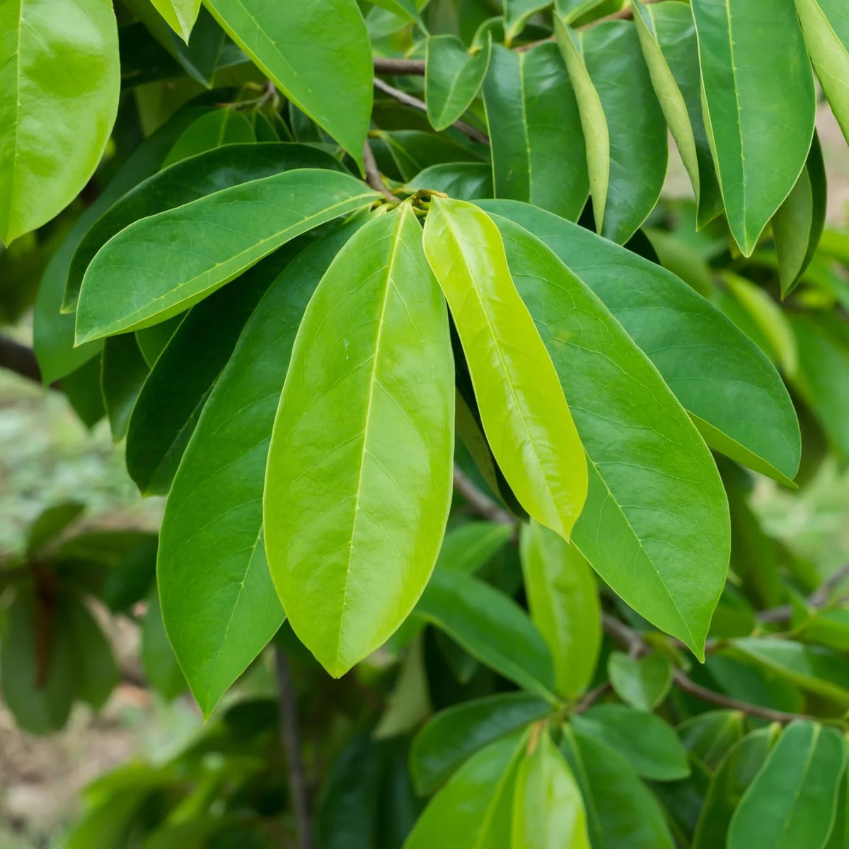 Cham Organics Soursop Leaves Powder label showing purity and non-GMO claim.