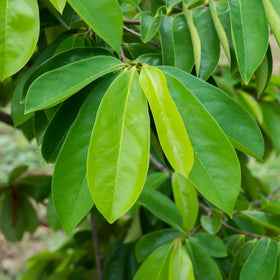 Cham Organics Soursop Leaves Powder label showing purity and non-GMO claim.