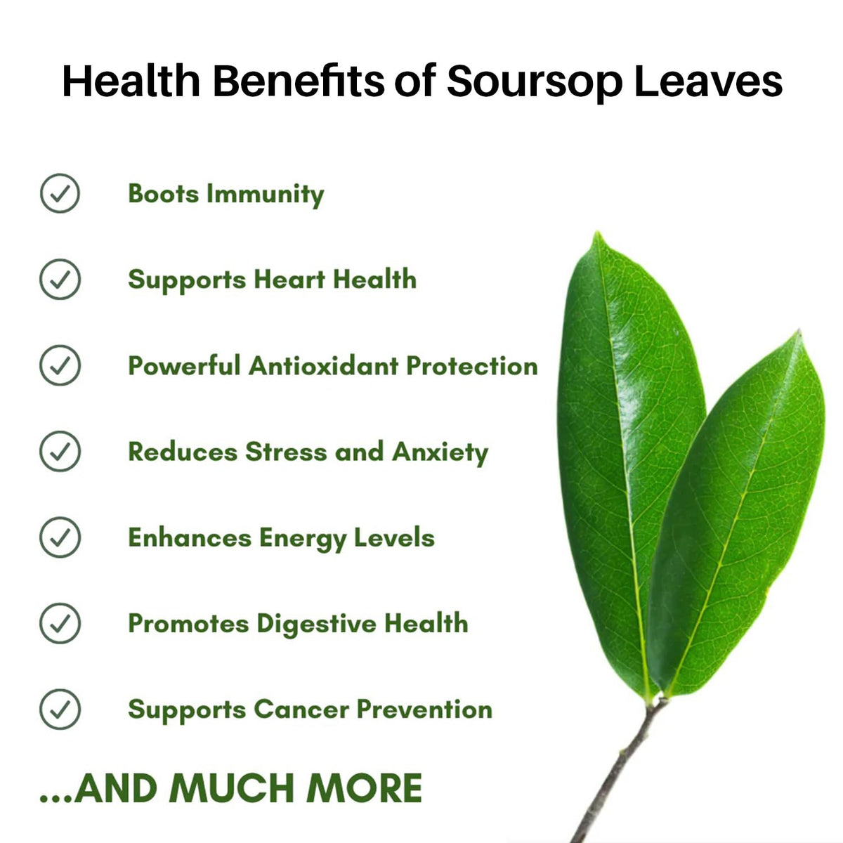Cham Organics Soursop Leaves Powder scoop over jar for precise measuring.