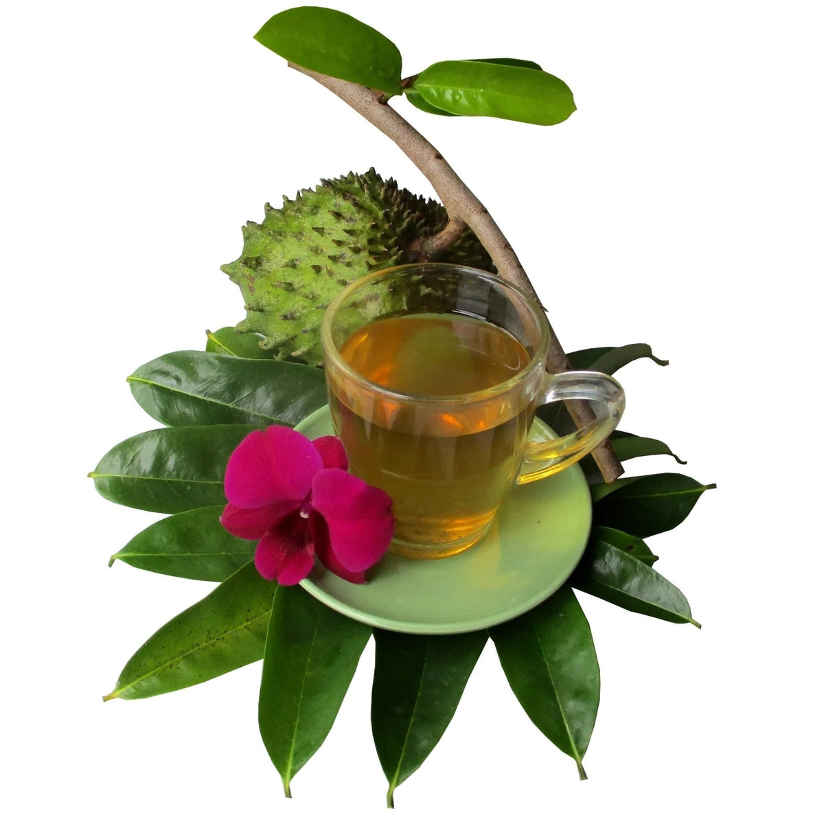 Cham Organics Soursop Leaves Powder steeped as herbal tea aroma rising.