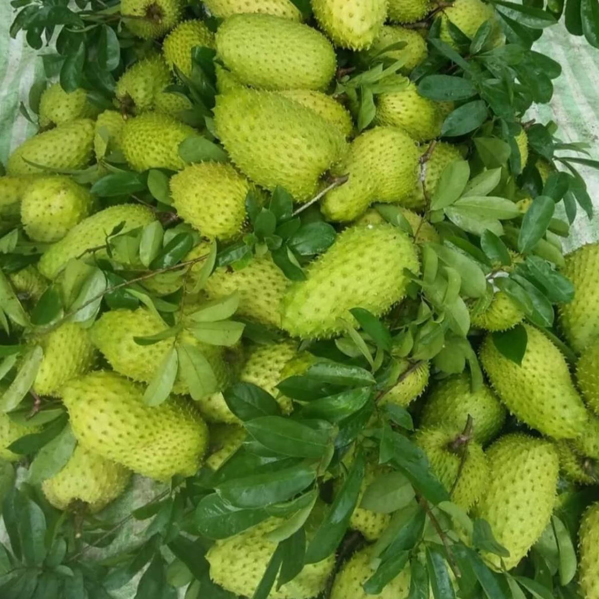 Packaging label of Cham Organics Soursop Powder highlighting purity