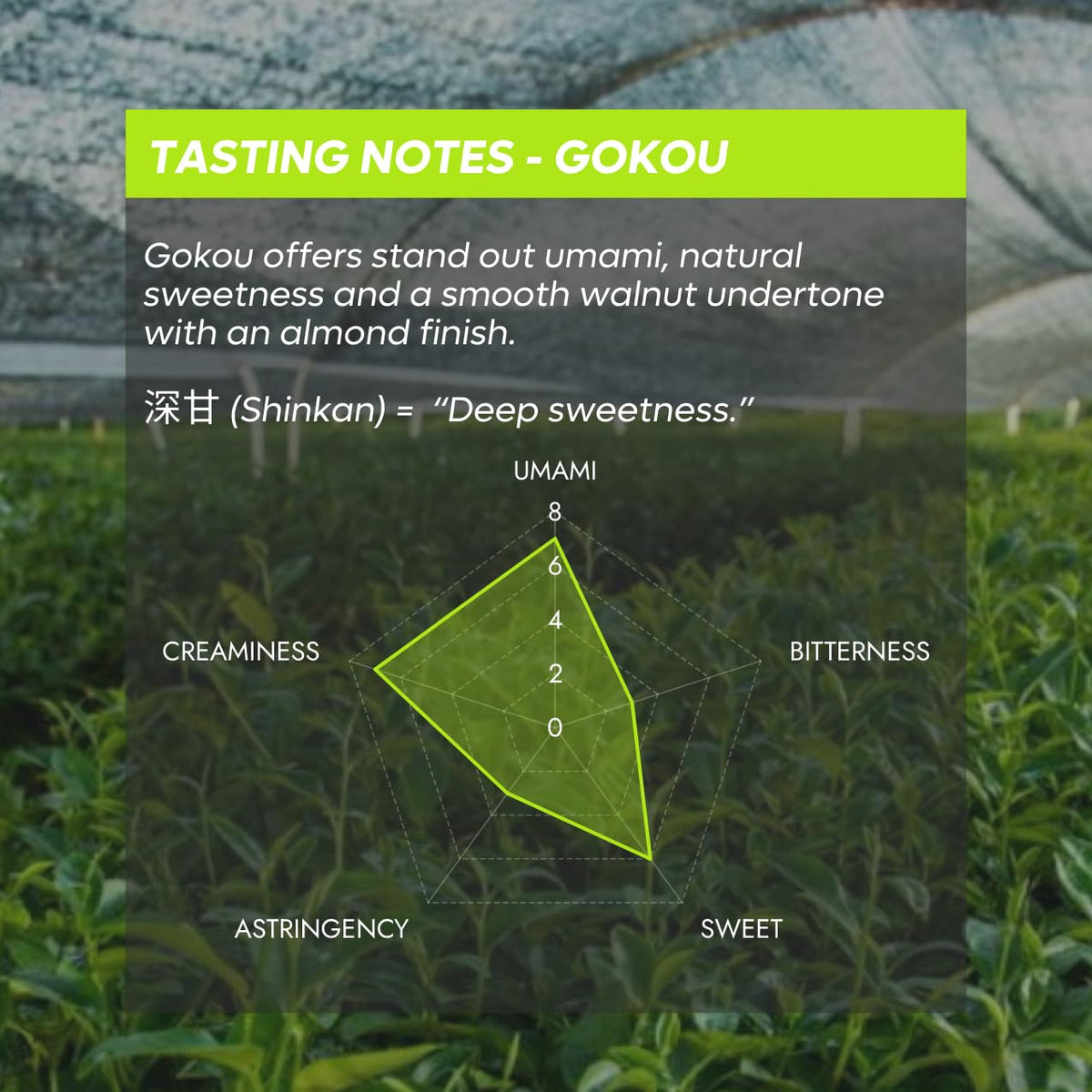 Chazoku Gokou tin label closeup shows first harvest quality and vibrant emerald color.