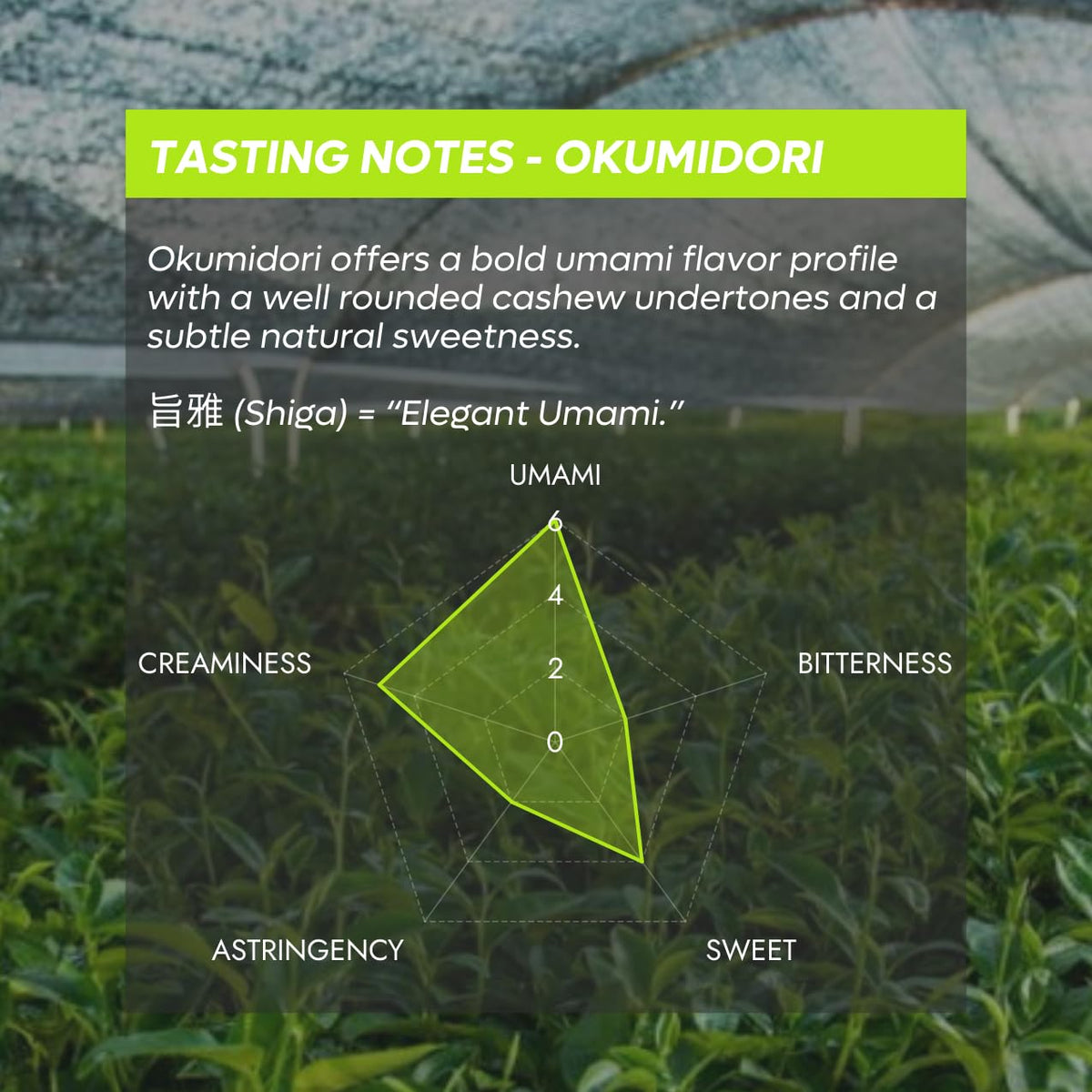 Chazoku Okumidori powder closeup showing vibrant emerald color for premium lattes