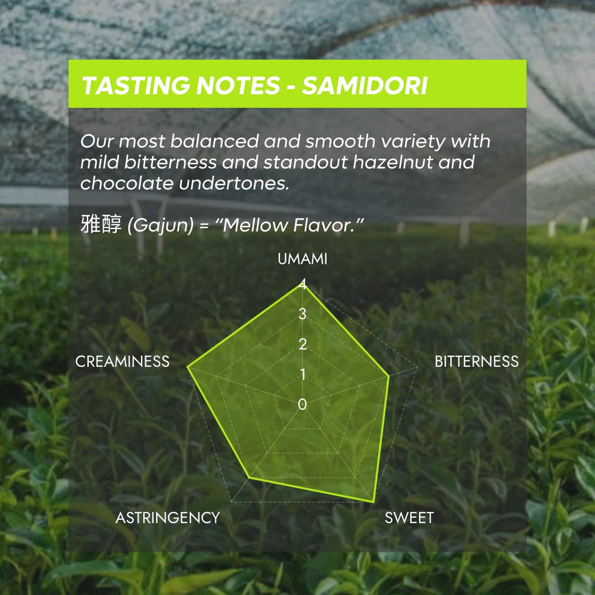 Chazoku Samidori powder texture ideal for silky foam