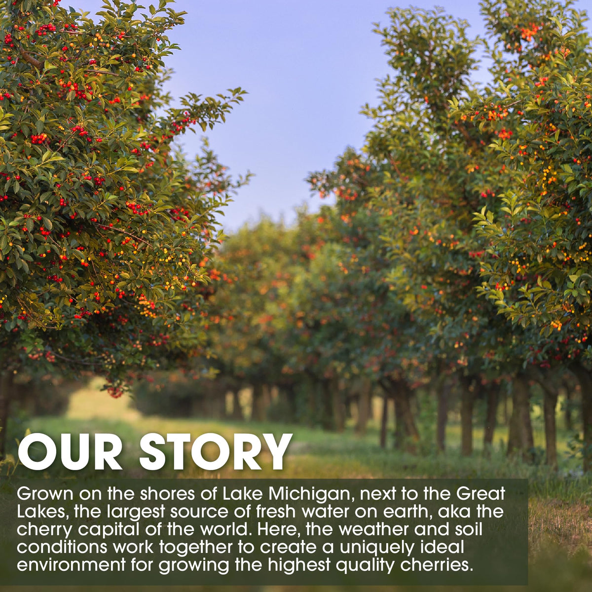 Cherry Bay Orchards Tart Montmorency concentrate label highlights natural antioxidants