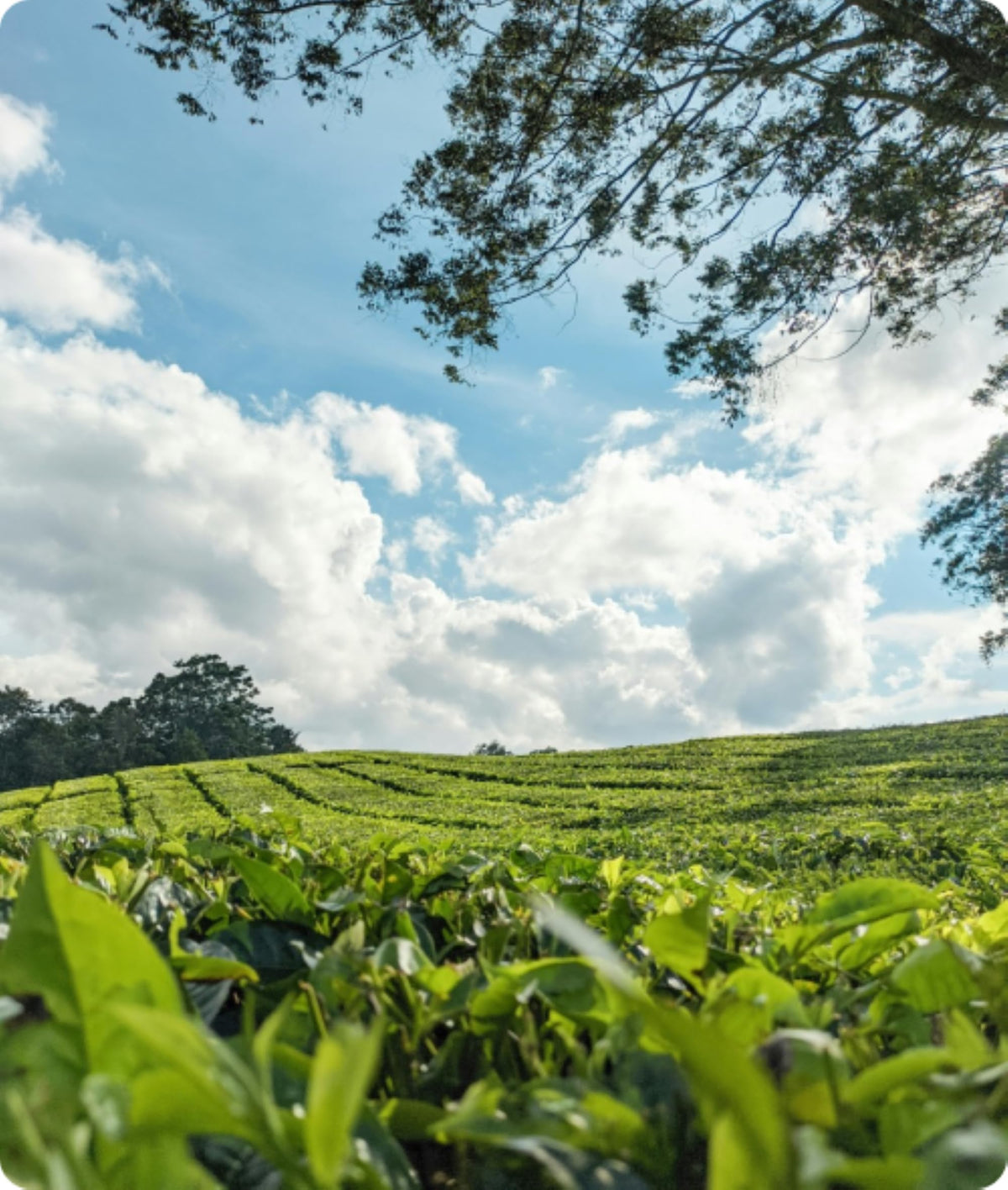 CHINAMIST Kosher certified tea for inclusive dining experiences.
