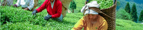 CHINAMIST recyclable packaging with soy-based inks reduces environmental footprint.