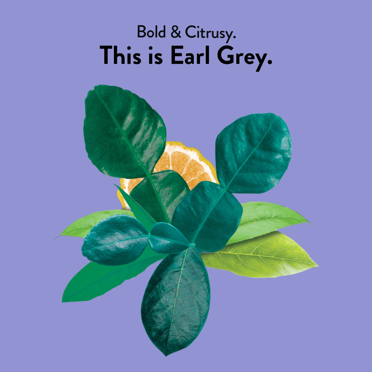 Choice Organic Teas Earl Grey bergamot fruit highlights natural citrus brightness in the cup