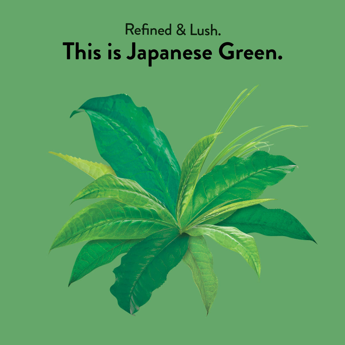 Choice Organic Teas Japanese Green Tea tea bags shown as compostable to reduce waste.