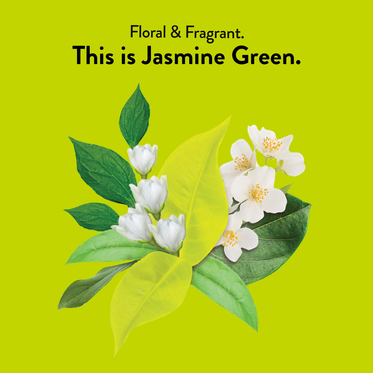 Cup of jasmine green tea from Choice Organic Teas with steam rising