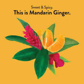 Choice Organic Teas Mandarin Ginger tea cup steeping hot or iced, caffeine-free option
